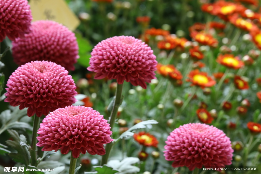 菊花