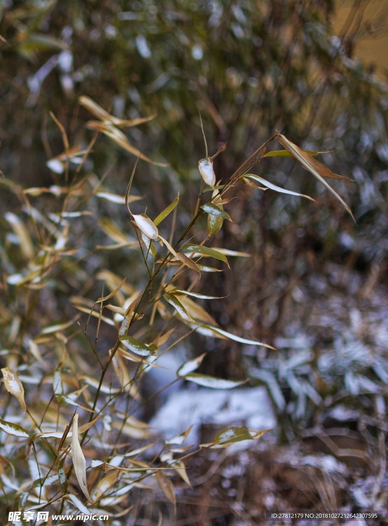 雪后 竹林 苦竹 竹君 四君子