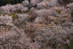 樱花林