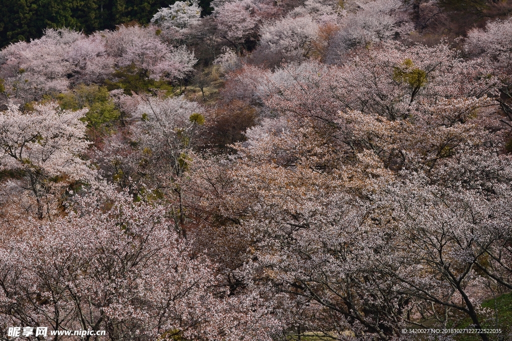 樱花林