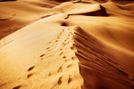 沙丘 沙漠风景