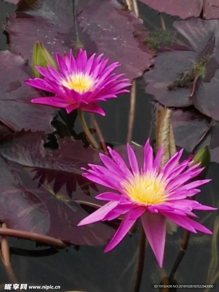荷塘睡莲花