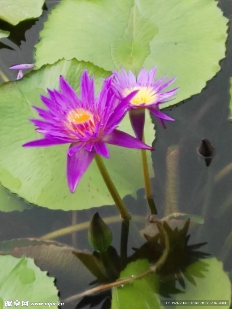 荷塘睡莲花