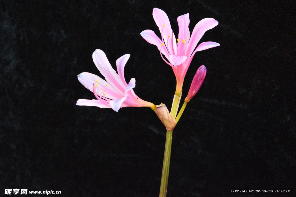 换棉花