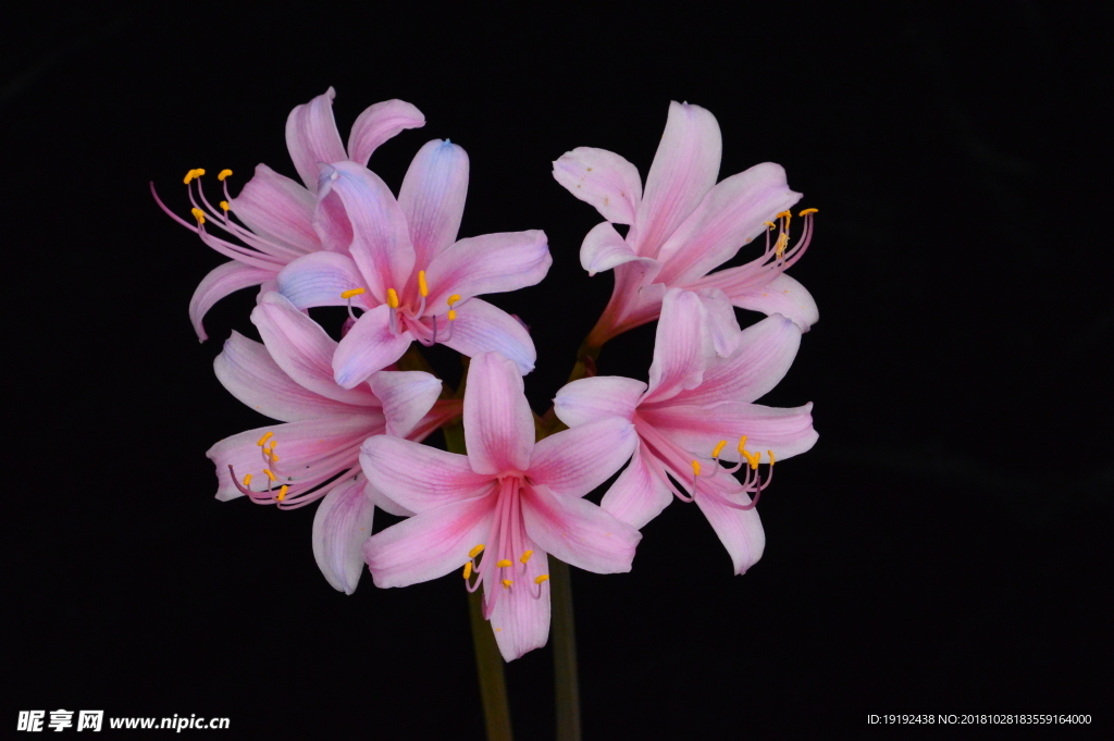 换棉花