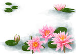 荷花素材