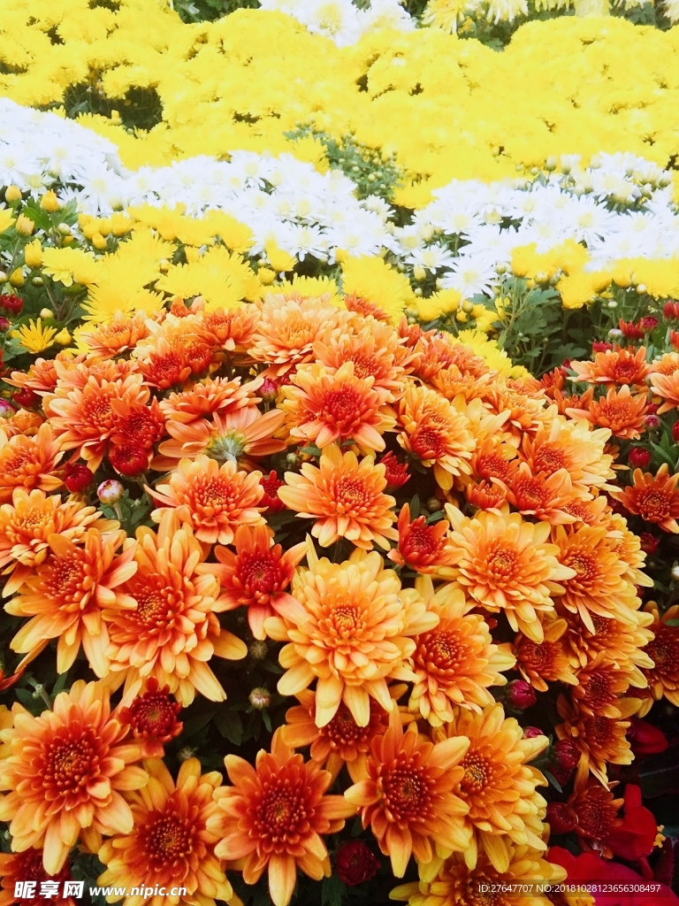 菊花展