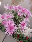 菊花展