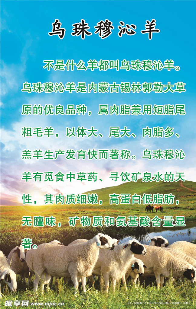 乌珠穆沁羊