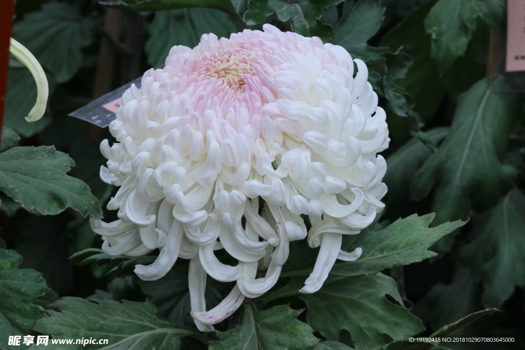 菊花