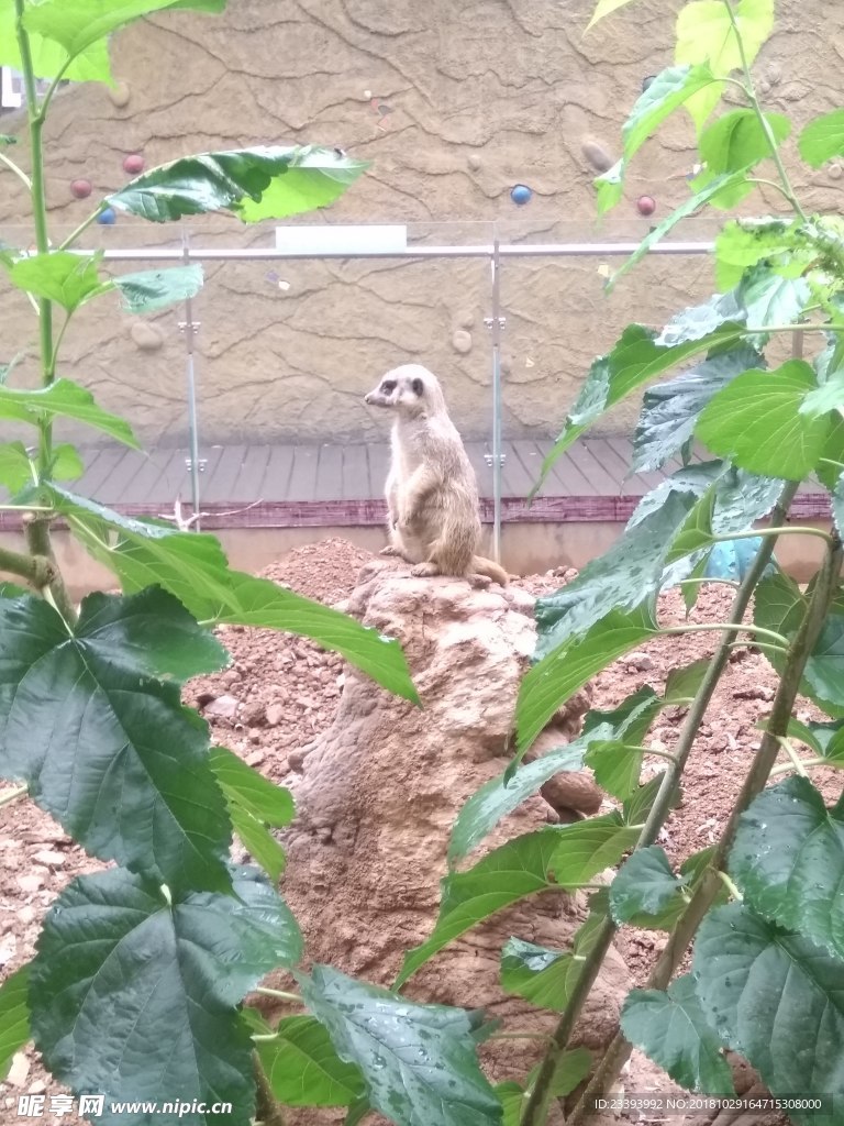 小动物