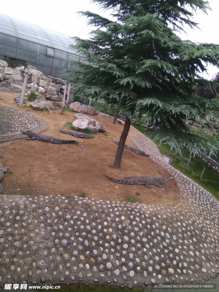 石家庄动物园 鳄鱼池