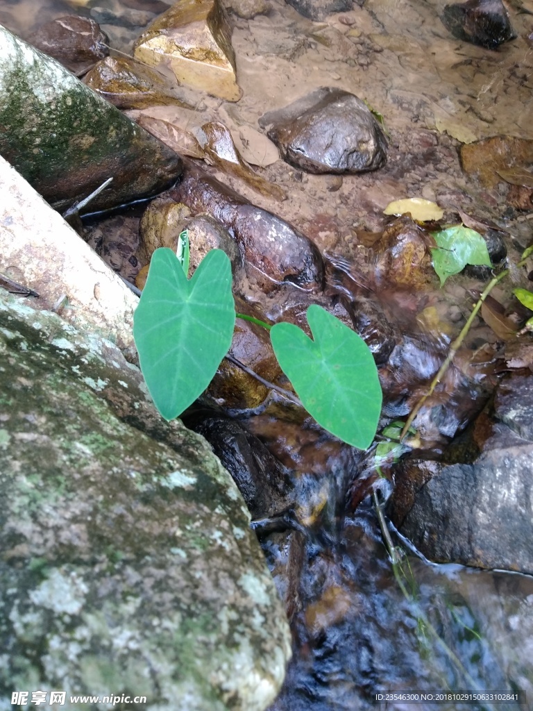 泉水边的芋荷