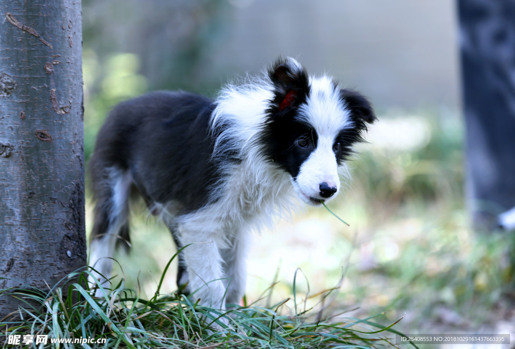 边境牧羊犬四个半月的小边牧