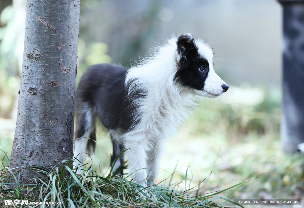 边境牧羊犬四个月的小边牧