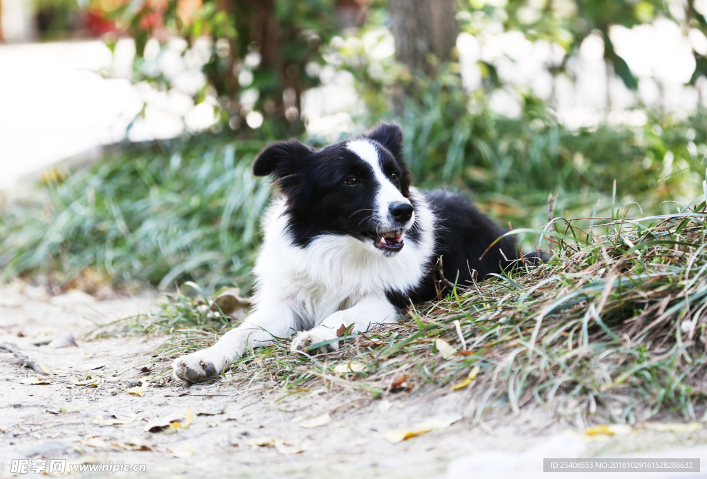 边境牧羊犬五个半月的小边牧
