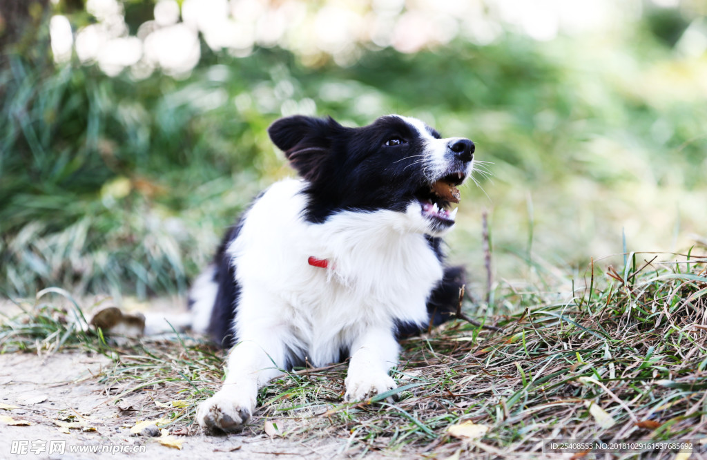 边境牧羊犬五个半月的小边牧