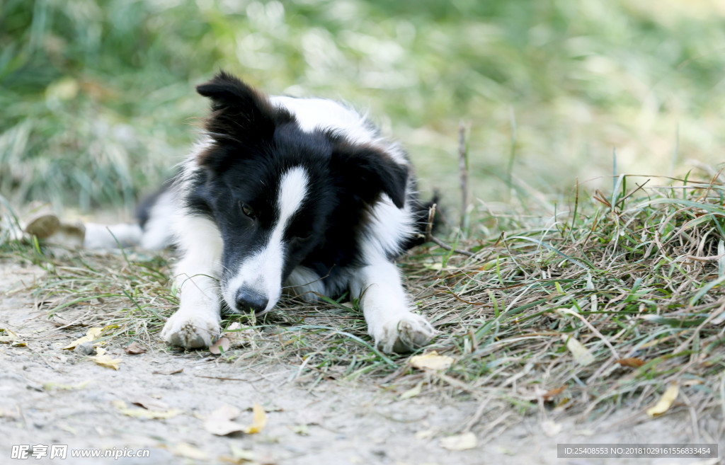 边境牧羊犬五个半月的小边牧