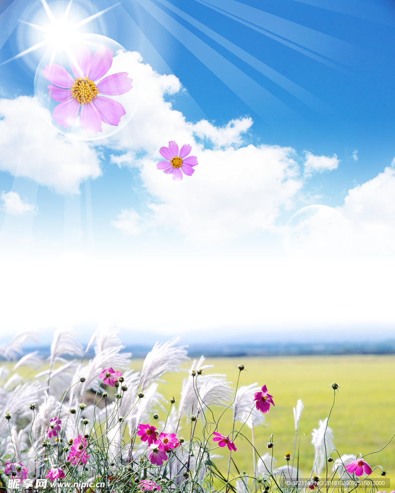 阳光小花