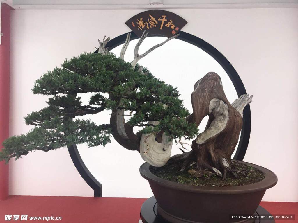松柏