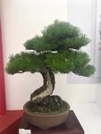 松树