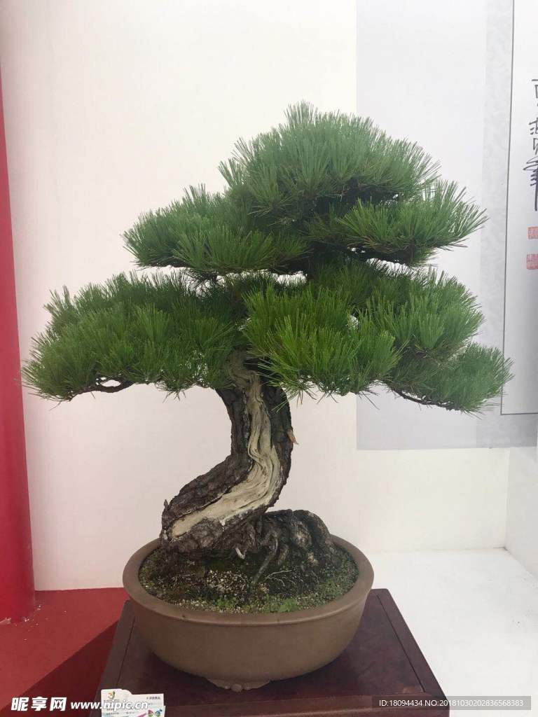 松树