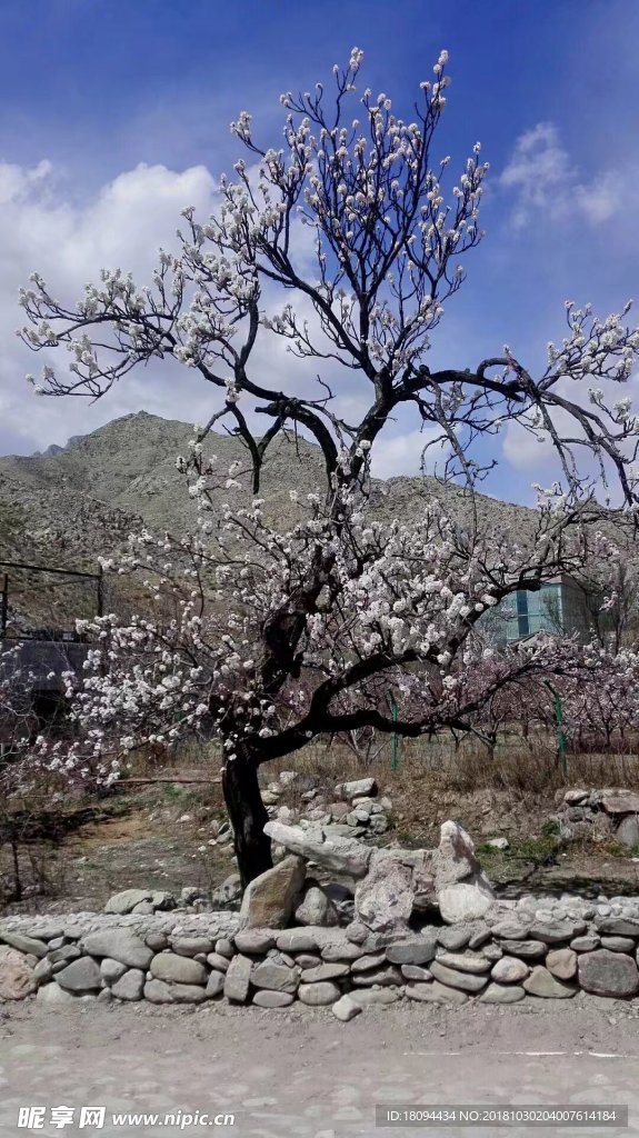 桃花朵朵开