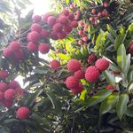 桂味