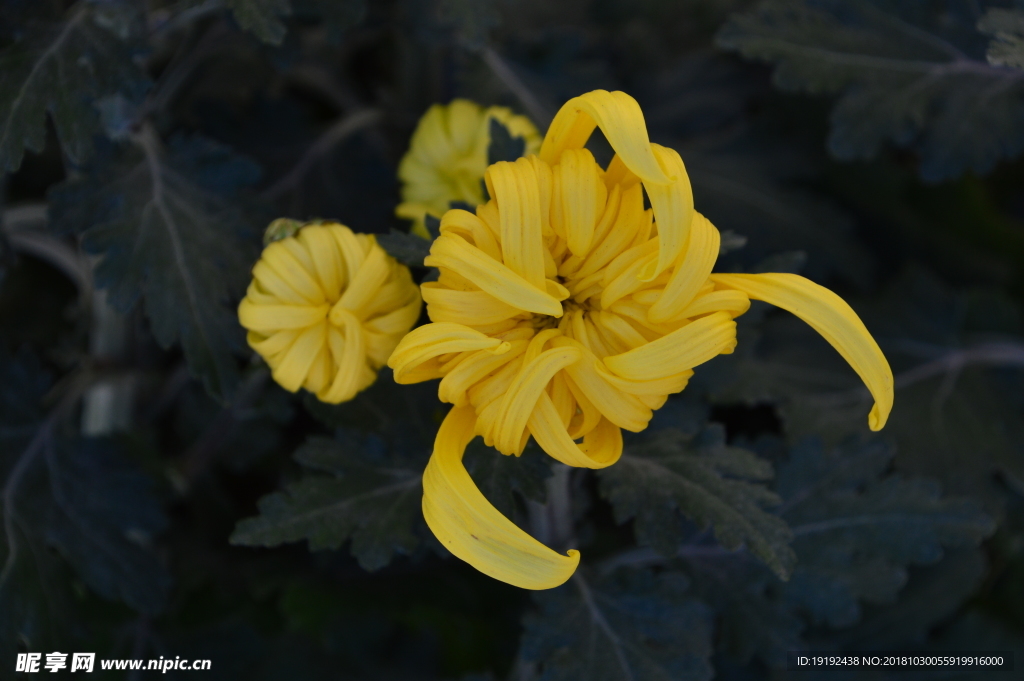 菊花