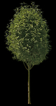 绿色植物