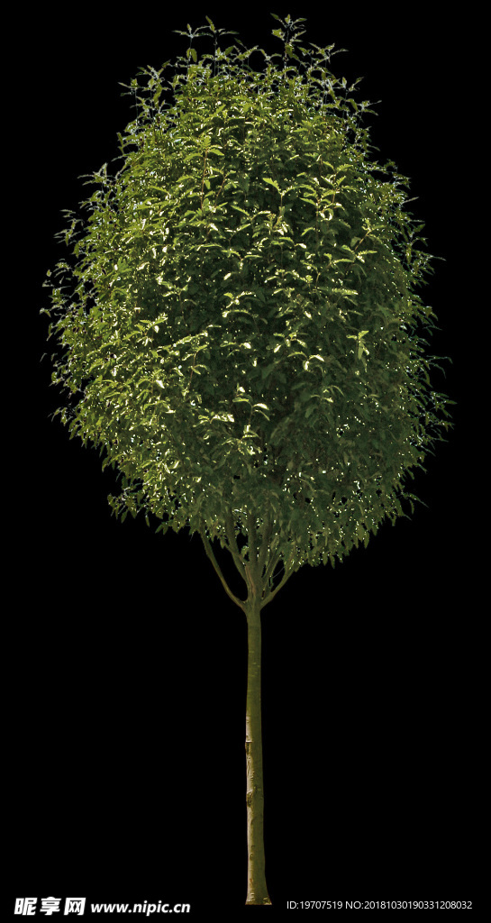 绿色植物