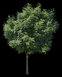 绿色植物