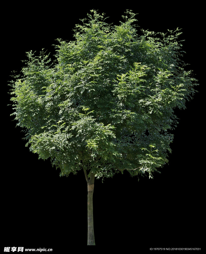 绿色植物