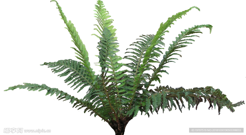 蕨类植物