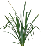植物