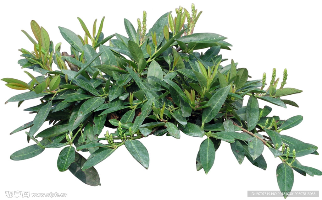 绿色植物