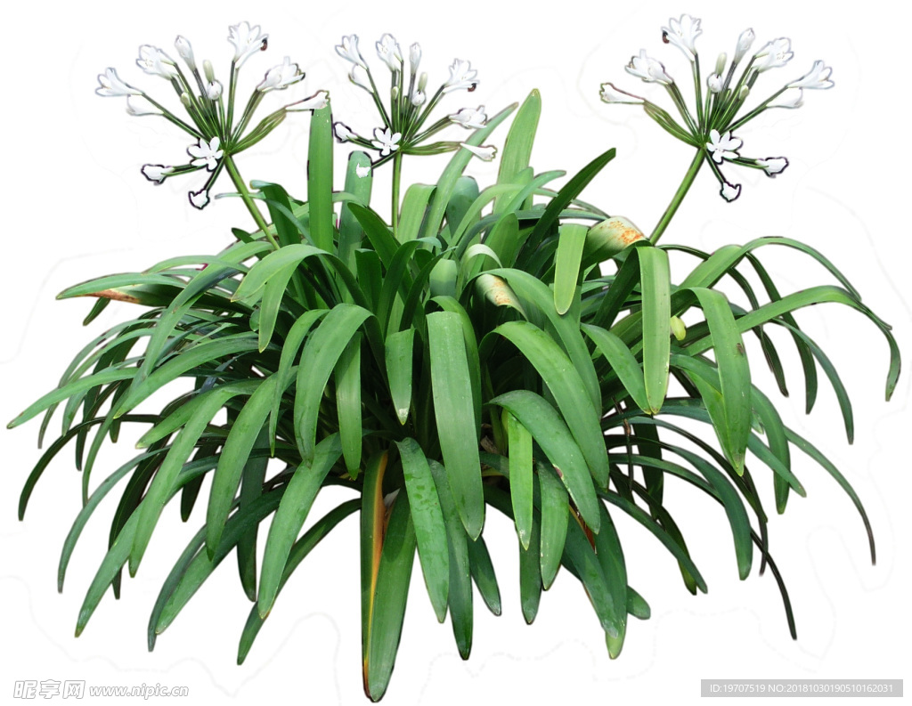 绿色植物