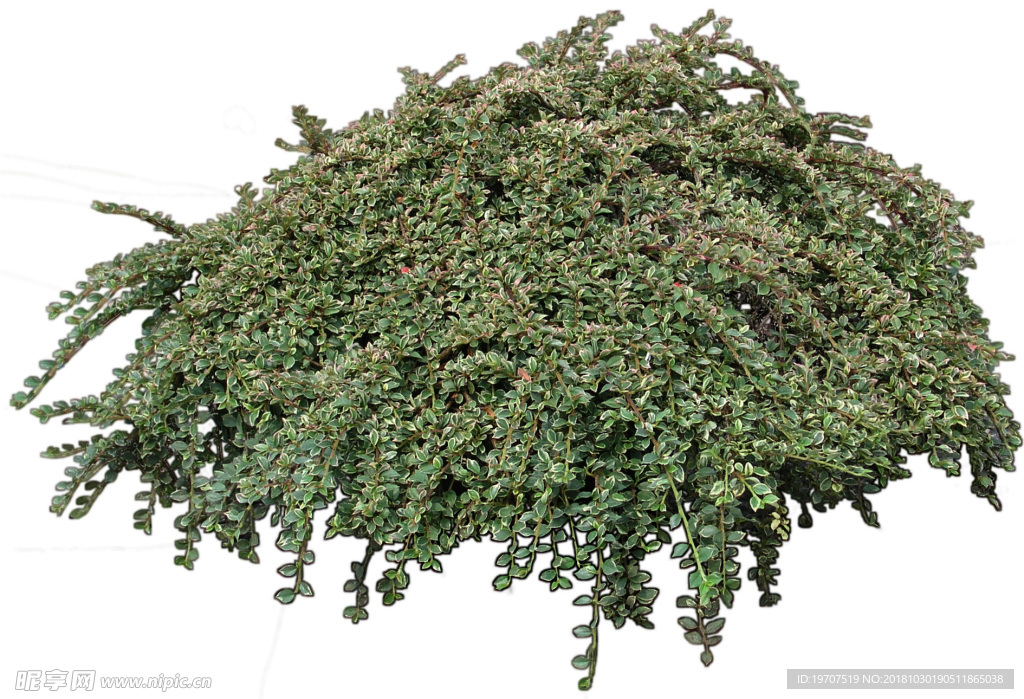 绿色植物