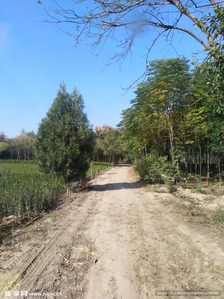 乡村道路风景