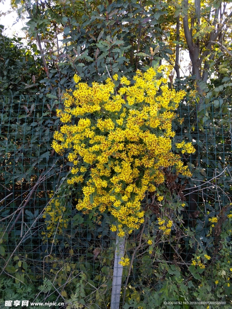 美丽的小黄花