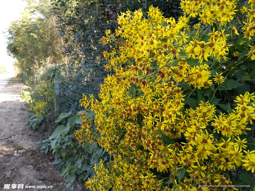 盛开的美丽花朵