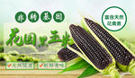 黑玉米banner图