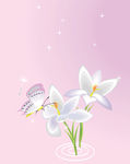 蝴蝶  花纹