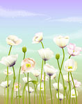 郁金香  花纹