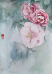 水彩花卉-山茶花