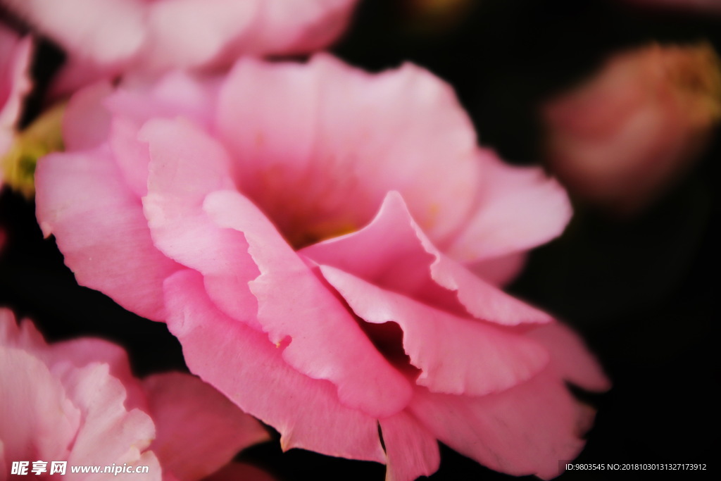 粉红蔷薇