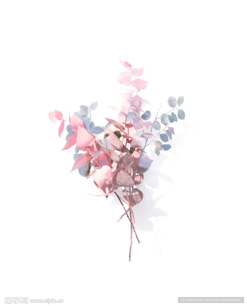 插画花
