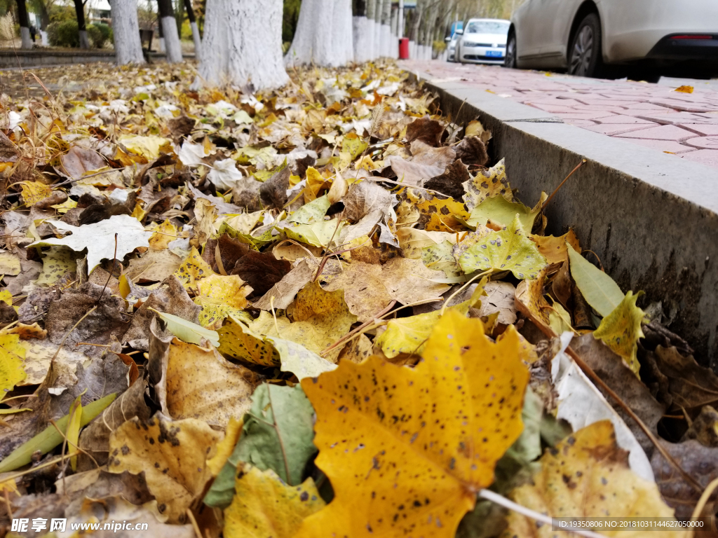 秋天路边的落叶