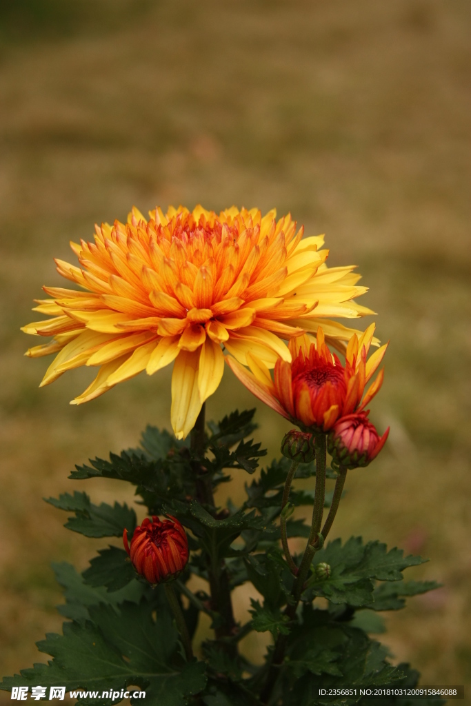 菊花
