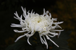 白色菊花
